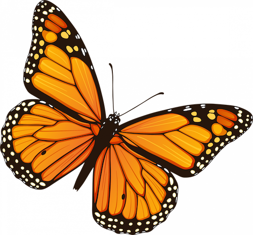 monarch butterfly